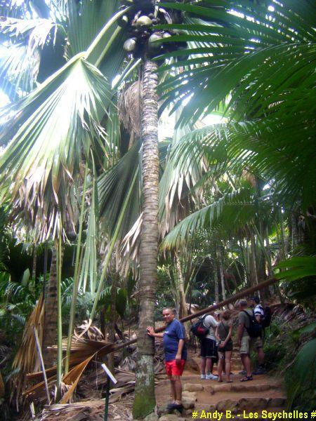 Vallee de Mai (8).JPG